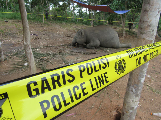 Vergifteter Sumatraelefant liegt hinter einer Polizeiabsperrung