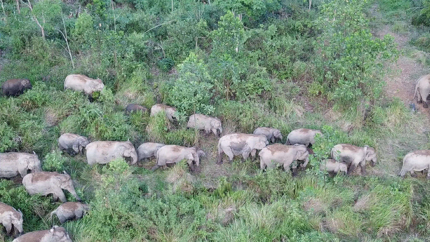 Eine Gruppe von etwa 30 Sumatra Elefanten zieht durch ein Feld von Kautschukbäumen